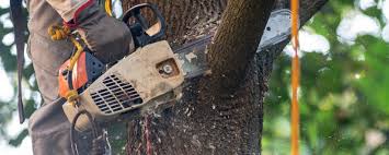 Best Palm Tree Trimming  in Ashburn, GA
