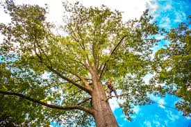 Best Palm Tree Trimming  in Ashburn, GA