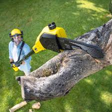 Best Storm Damage Tree Cleanup  in Ashburn, GA