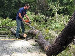 Best Arborist Consultation Services  in Ashburn, GA