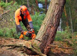 Best Lawn Disease Treatment  in Ashburn, GA
