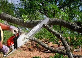Best Hedge Trimming  in Ashburn, GA