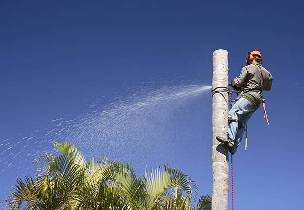 Best Aeration Services  in Ashburn, GA