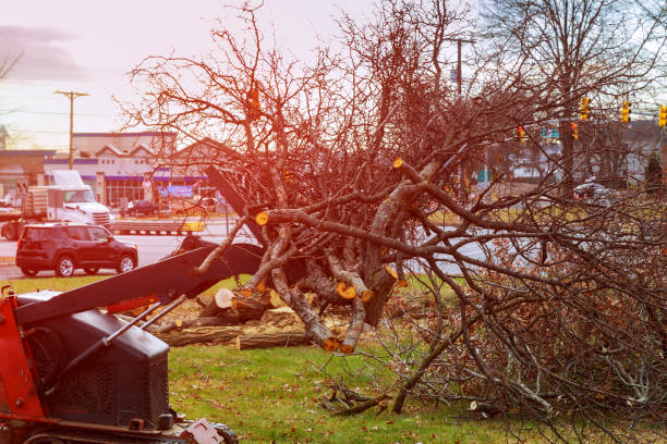 Best Root Management and Removal  in Ashburn, GA