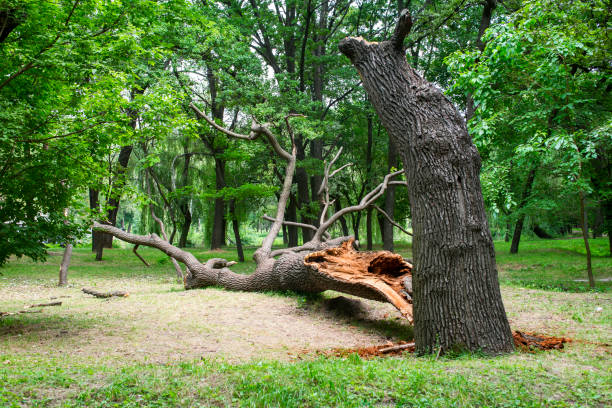 How Our Tree Care Process Works  in  Ashburn, GA