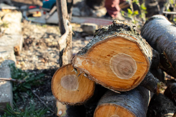 Best Tree Trimming and Pruning  in Ashburn, GA