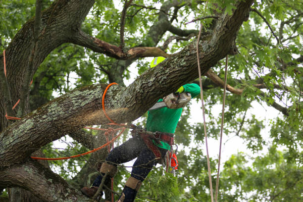Best Tree and Shrub Care  in Ashburn, GA