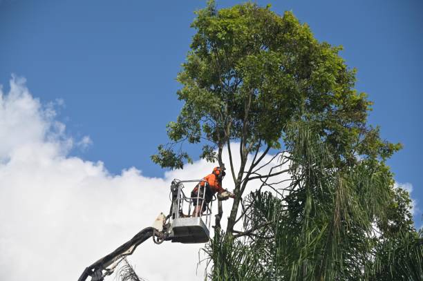 Best Tree Removal  in Ashburn, GA