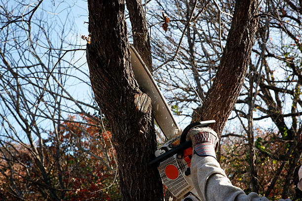 Reliable Ashburn, GA Tree Care Solutions