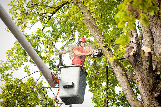 Best Tree Risk Assessment  in Ashburn, GA
