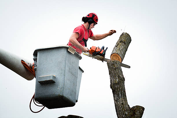 Best Seasonal Cleanup (Spring/Fall)  in Ashburn, GA