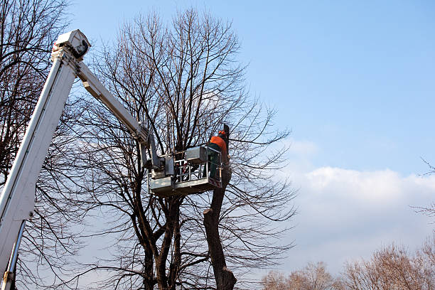 Best Tree Cabling and Bracing  in Ashburn, GA