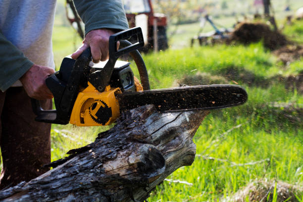 Best Hazardous Tree Removal  in Ashburn, GA