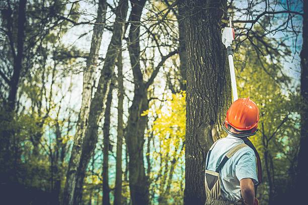 Best Fruit Tree Pruning  in Ashburn, GA